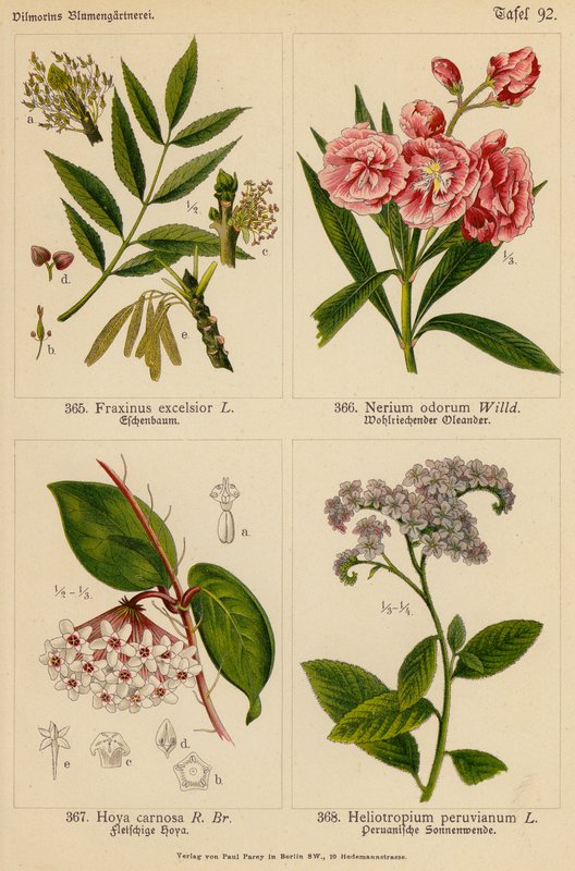 Fraxinus Excelsior, Nerium Odorum, Hoya Carnosa, Heliotropium Peruvianum (färglitografi) av (after) German School