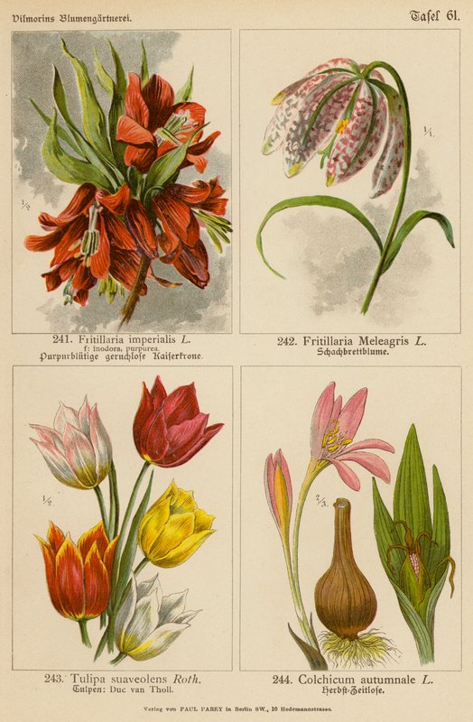 Fritillaria Imperialis, Fritillaria Meleagris, Tulipa Suaveolens, Colchicum Autumnale (färglitografi) av (after) German School