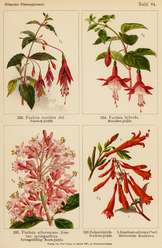 Fuchsia Coccinea, Fuchsia Hybrida, Fuchsia Arborescens, Fuchsia Triphylla, Zauschnera Californica (färglitografi) av (after) German School