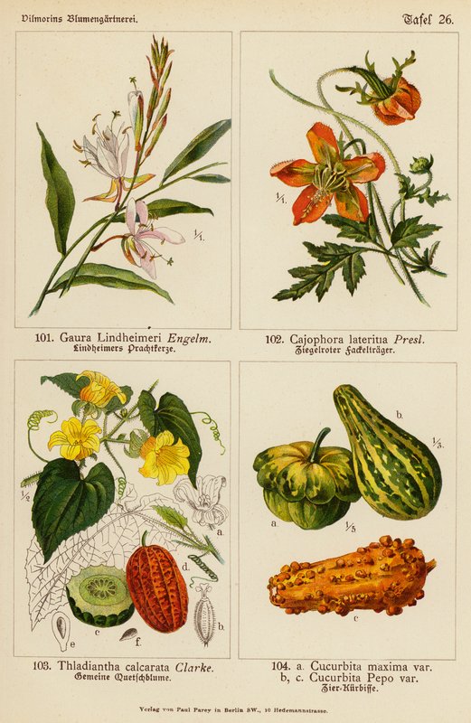 Gaura Lindheimeri, Cajophora Lateritia, Thladiantha Calcarata, Cucurbita Maxima, Cucurbita Pepo (färglitografi) av (after) German School