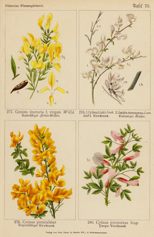 Genista Tinctoria, Cytisus Linkii, Genista Monosperma, Cytisus Paniculatus, Cytisus Purpureus (färglitografi) av (after) German School
