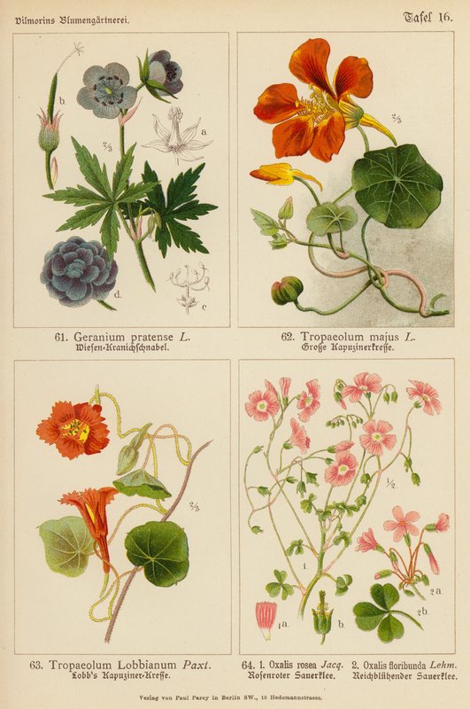 Geranium Pratense, Tropaeolum Majus, Tropaeolum Lobbianum, Oxalis Rosea, Oxalis Floribunda (färglitografi) av (after) German School