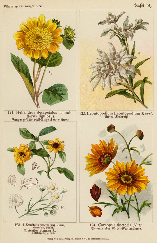 Helianthus Decapetalus, Leontopodium Leontopodium, Sanvitalia Procumbens, Achillea Ptarmica, Coreopsis Tinctoria (färglito) av (after) German School