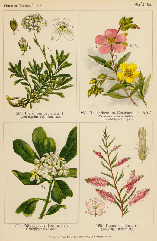 Iberis Sempervirens, Helianthemum Chamaecistus, Pittosporum Tobira, Tamarix Gallica (färglitografi) av (after) German School