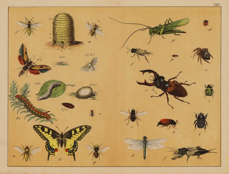 Insekter (färglitografi) av (after) German School