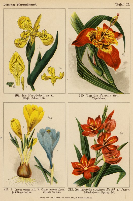 Iris Pseud-Acorus, Tigridia Pavonia, Crocus Vernus, Crocus Aureus, Schizostylis Coccinea (färglitografi) av (after) German School
