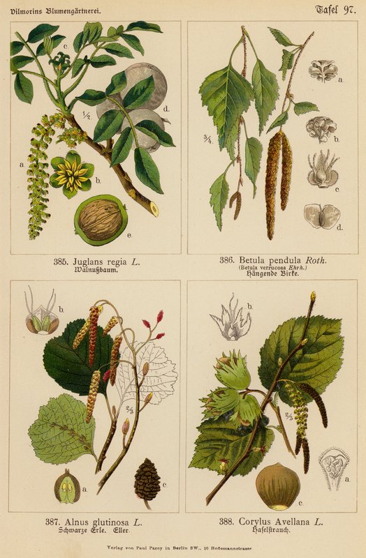 Juglans Regia, Betula Pendula, Alnus Glutinosa, Corylus Avellana (färglitografi) av (after) German School