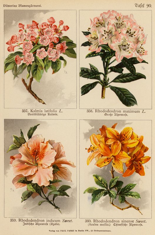 Kalmia Latifolia, Rhododendron Maximum, Rhododendron Indicum, Rhododendron Sinense (färglitografi) av (after) German School