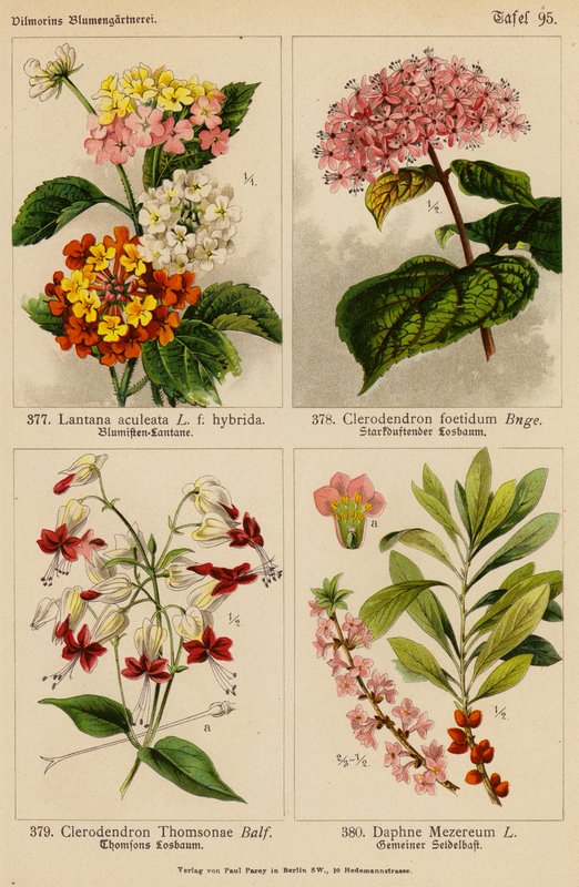 Lantana Aculeata, Clerodendron Foetidum, Clerodendron Thomsonae, Daphne Mezereum (färglitografi) av (after) German School