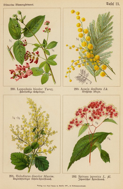 Lespedezia Bicolor, Acacia Dealbata, Holodiscus Discolor, Spiraea Japonica (färglitografi) av (after) German School
