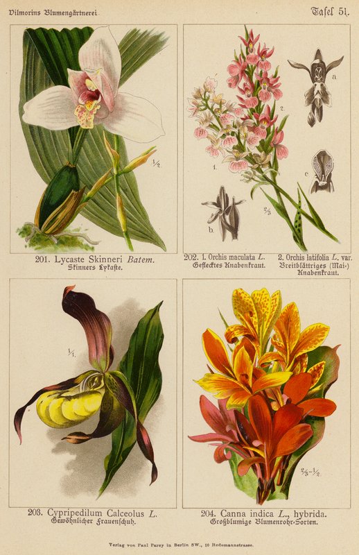 Lycaste Skinneri, Orchis Maculata, Orchis Latifolia, Cypripedilum Calceolus, Canna Indica (färglitografi) av (after) German School