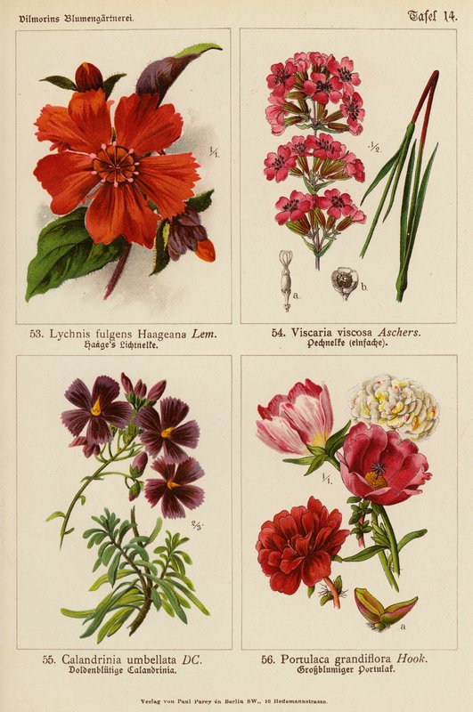 Lychnis Fulgens Haageana, Viscaria Viscosa, Calandrinia Umbellata, Portulaca Grandiflora (färglitografi) av (after) German School