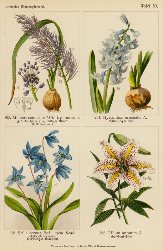 Muscari Comosum, Hyacinthus Orientalis, Scilla Cernua, Lilium Auratum (färglitografi) av (after) German School