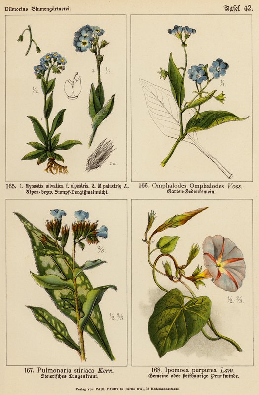 Myosotis silvatica, Myosotis palustris, Omphalodes omphalodes, Pulmonaria stiriaca, Ipomoea purpurea (färglito) av (after) German School