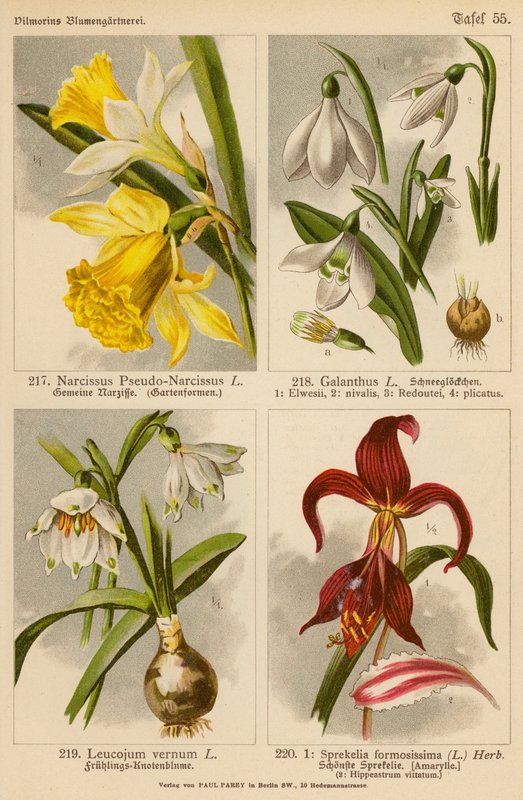 Narcissus Pseudo-Narcissus, Galanthus, Leucojum Vernum, Sprekelia Formosissima (färglitografi) av (after) German School