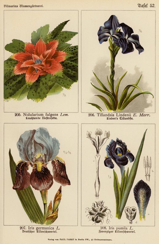 Nidularium Fulgens, Tillandsia Lindenii, Iris Germanica, Iris Pumila (färglitografi) av (after) German School