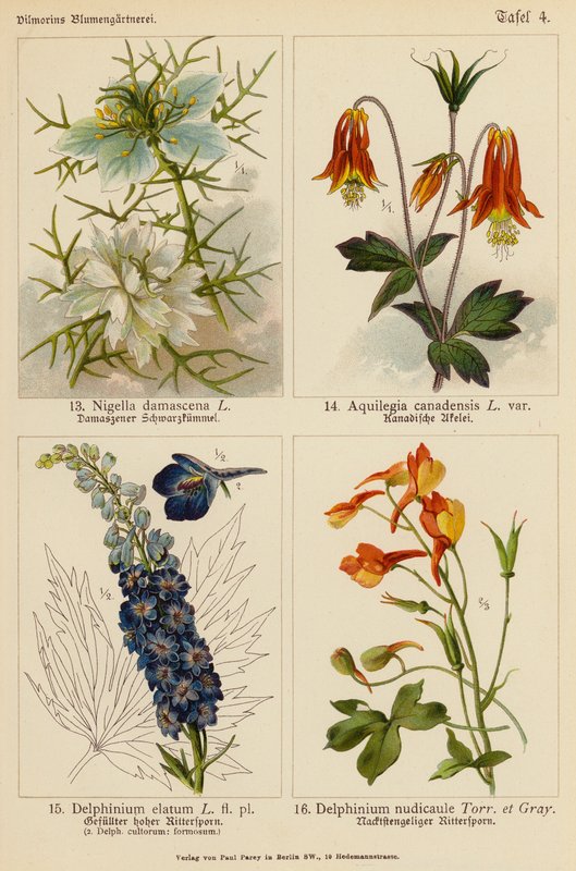 Nigella Damascena, Aquilegia Canadensis, Delphinium Elatum, Delphinium Nudicaule (färglitografi) av (after) German School