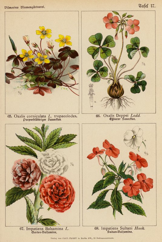 Oxalis Corniculata, Oxalis Deppei, Impatiens Balsamina, Impatiens Sultani (färglitografi) av (after) German School