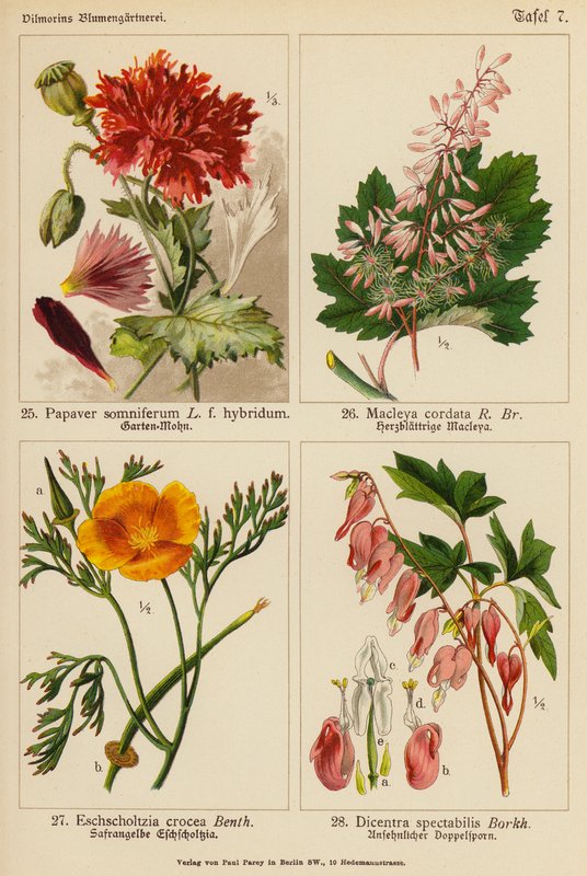 Papaver Somniferum, Macleya Cordata, Eschscholtzia Crocea, Dicentra Spectabilis (färglitografi) av (after) German School