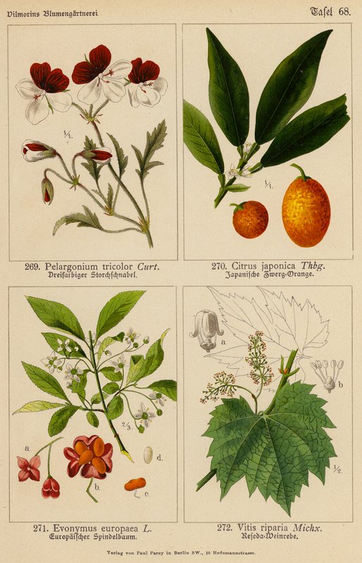 Pelargonium Tricolor, Citrus Japonica, Evonymus Europaea, Vitis Riparia (färglitografi) av (after) German School