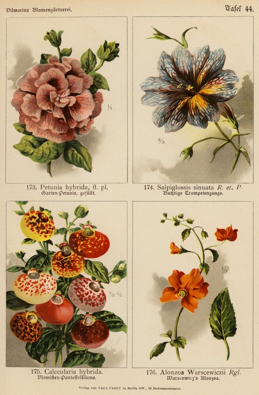 Petunia Hybrida, Salpiglossis Sinuata, Calceolaria Hybrida, Alonzoa Warscewiczii (färglitografi) av (after) German School