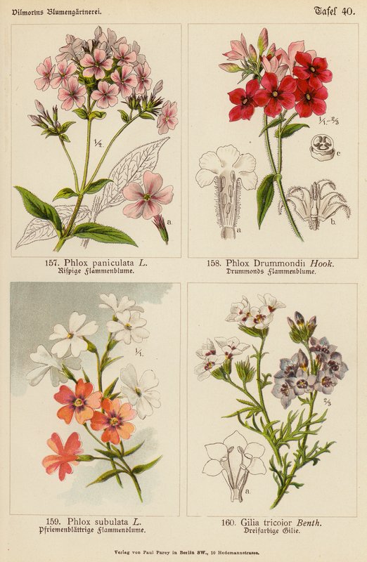 Phlox Paniculata, Phlox Drummondii, Phlox Subulata, Gilia Tricolor (färglitografi) av (after) German School