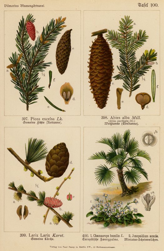 Picea Excelsa, Abies Alba, Larix Larix, Chamaerops Humilis, Jonopsidium Acaule (färglitografi) av (after) German School