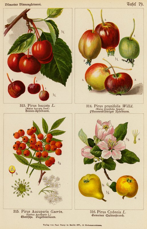 Pirus Baccata, Pirus Prunifolia, Pirus Aucuparia, Pirus Cydonia (färglitografi) av (after) German School