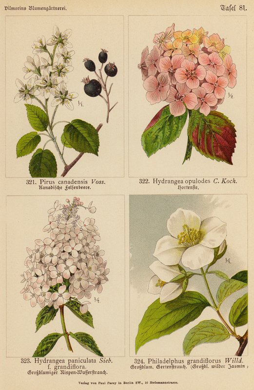 Pirus Canadensis, Hydrangea Opulodes, Hydrangea Paniculata, Philadelphus Grandiflorus (färglitografi) av (after) German School