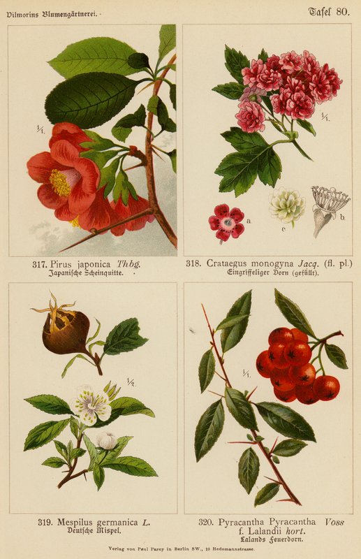 Pirus Japonica, Crataegus Monogyna, Mespilus Germanica, Pyracantha Pyracantha (färglitografi) av (after) German School