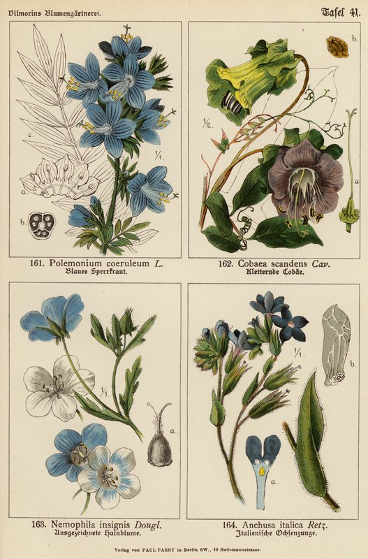 Polemonium Coeruleum, Cobaea Scandens, Nemophila Insignis, Anchusa Italica (färglitografi) av (after) German School