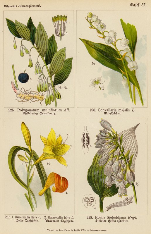 Polygonatum Multiflorum, Convallaria Majalis, Hemerocallis Flava, Hemerocallis Fulva, Hostia Sieboldiana (färglitografi) av (after) German School