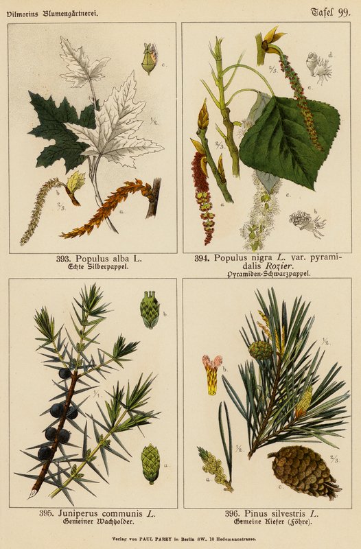 Populus Alba, Populus Nigra, Juniperus Communis, Pinus Silvestris (färglitografi) av (after) German School