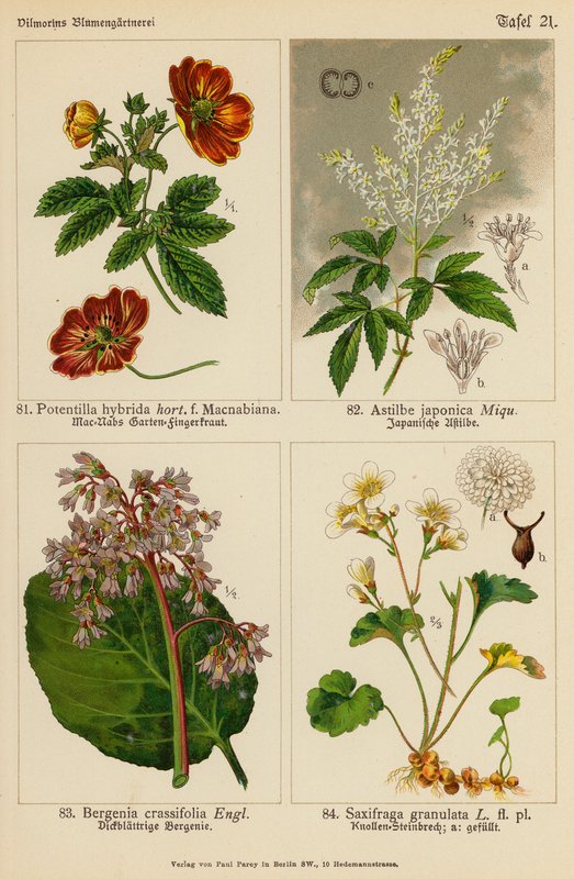 Potentilla Hybrida, Astilbe Japonica, Bergenia Crassifolia, Saxifraga Granulata (färglitografi) av (after) German School