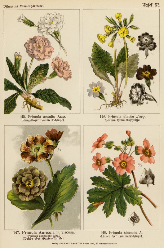 Primula Acaulis, Primula Elatior, Primula Auricula x Viscoa, Primula Pubescens, Primula Sinensis (färglitografi) av (after) German School