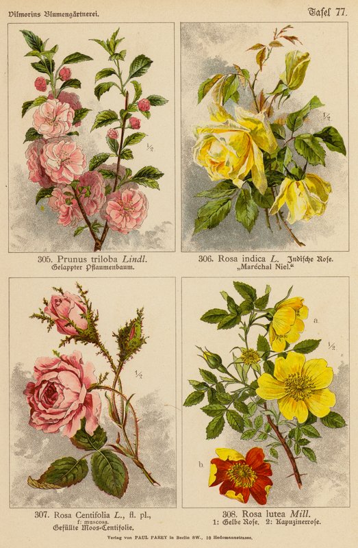 Prunus Triloba, Rosa Indica, Rosa Centifolia, Rosa Lutea (färglitografi) av (after) German School