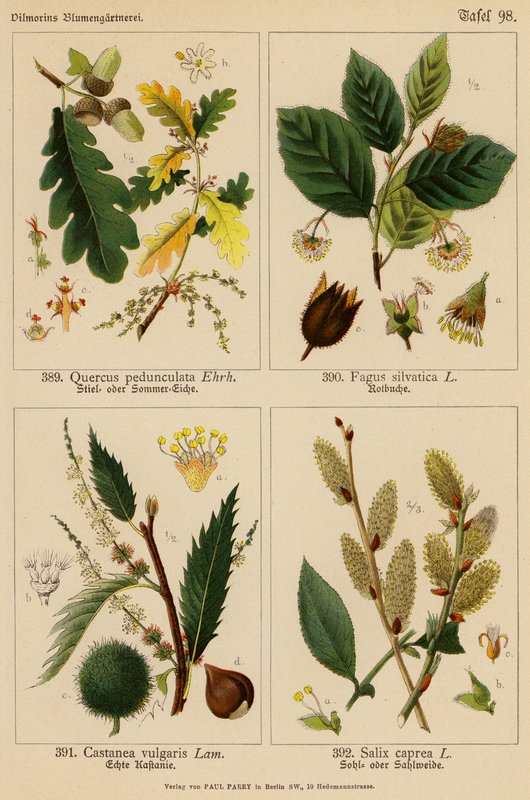 Quercus Pedunculata, Fagus Silvatica, Castanea Vulgaris, Salix Caprea (färglitografi) av (after) German School