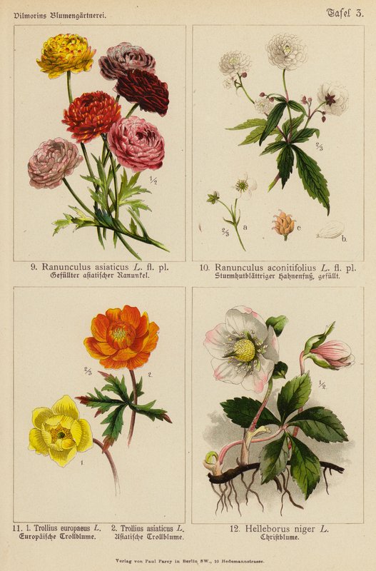 Ranunculus Asiaticus, Ranunculus Aconitifolius, Trollius Europeaeus, Trollius Asiaticus, Helleborus Niger (färglitografi) av (after) German School