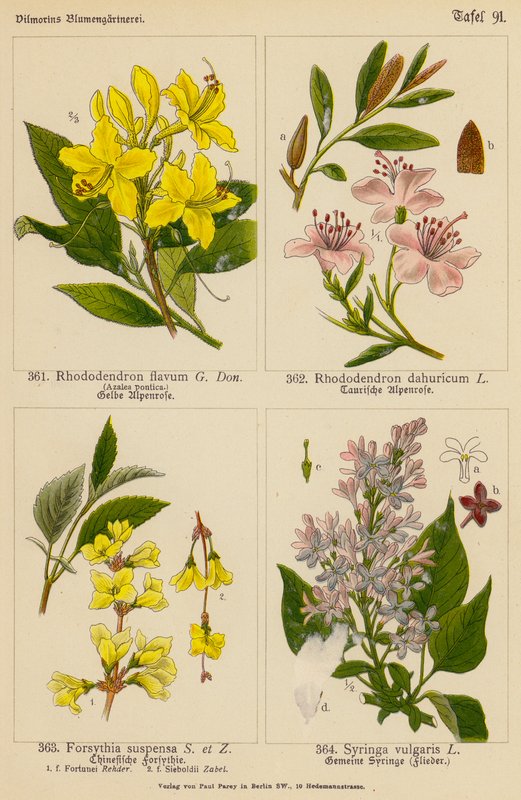Rhododendron Flavum, Rhododendron Dahuricum, Forsythia Suspensa, Syringa Vulgaris (färglitografi) av (after) German School