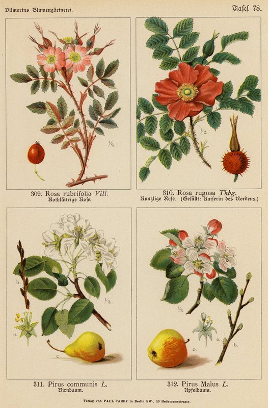 Rosa Rubrifolia, Rosa Rugosa, Pirus Communis, Pirus Malus (färglitografi) av (after) German School