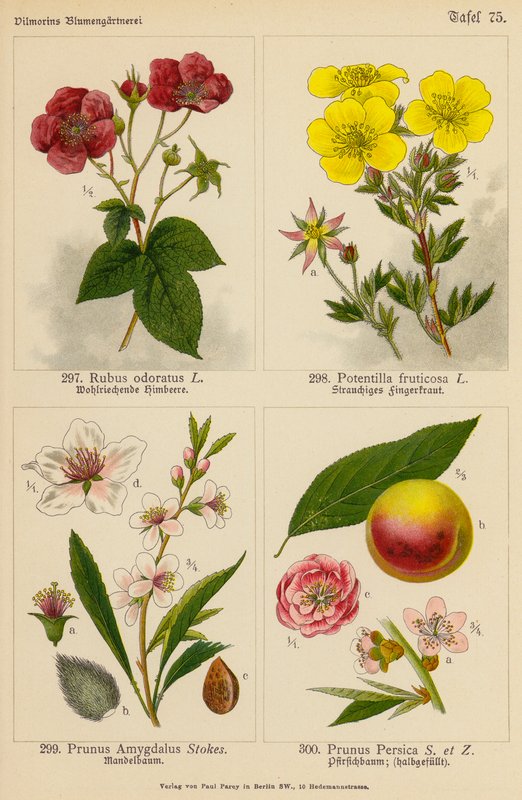 Rubus Odoratus, Potentilla Fruticosa, Prunus Amygdalus, Prunus Persica (färglitografi) av (after) German School