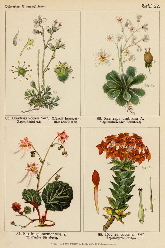 Saxifraga Decipiens, Saxifraga Hypnodes, Saxifraga Umbrosa, Saxifraga Sarmentosa, Rochea Coccinea (färglitografi) av (after) German School