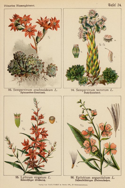 Sempervivum Arachnoideum, Sempervivum Tectorum, Lythrum Virgatum, Epilobium Angustifolium (färglitografi) av (after) German School