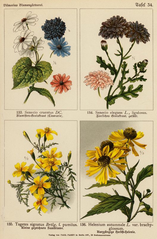 Senecio Cruentus, Senecio Elegans, Tagetes Signatus, Helenium Autumnale (färglitografi) av (after) German School