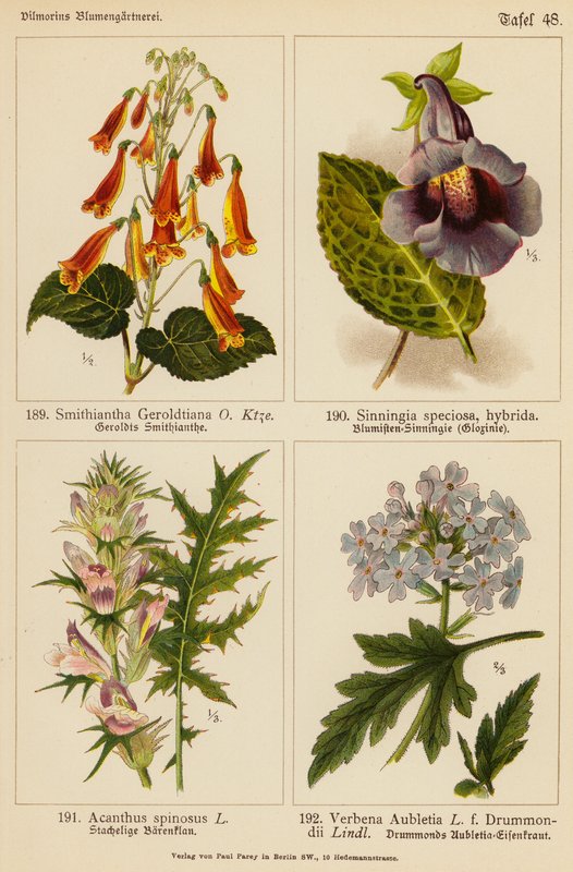 Smithiantha Geroldtiana, Sinningia Speciosa, Acanthus Spinosus, Verbena Aubletia (färglitografi) av (after) German School