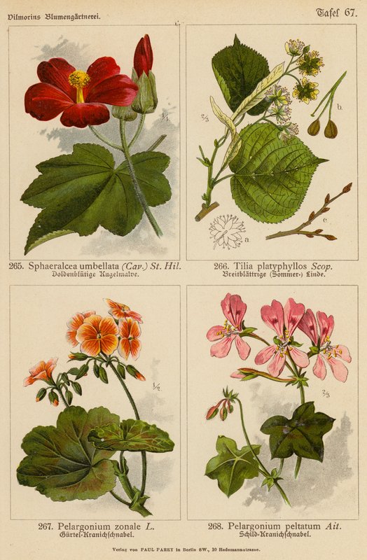 Sphaeralcea Umbellata, Tilia Platyphyllos, Pelargonium Zonale, Pelargonium Peltatum (färglitografi) av (after) German School