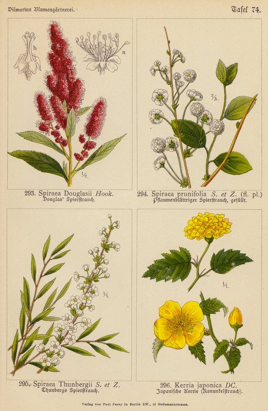 Spiraea Douglasii, Spiraea Prunifolia, Spiraea Thunbergii, Kerria Japonica (färglitografi) av (after) German School