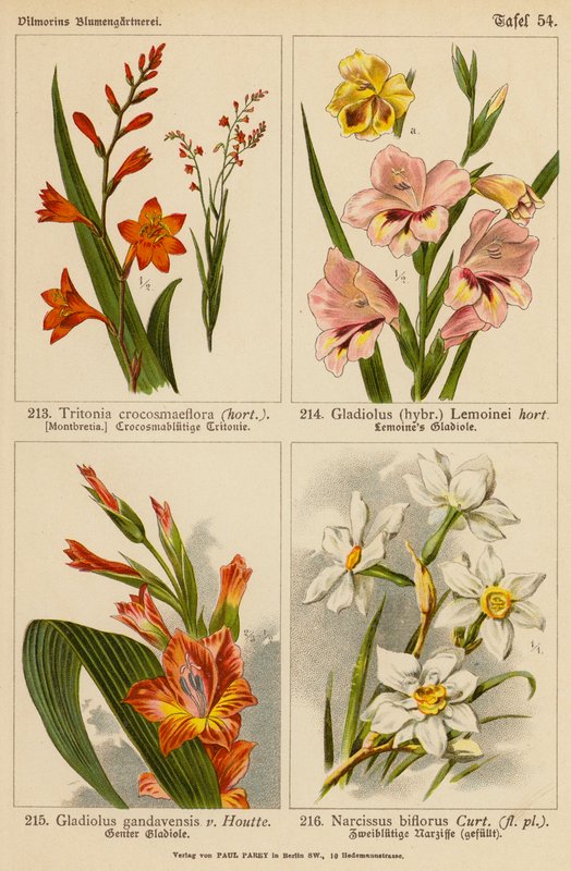 Tritonia Crocosmaeflora, Gladiolus Lemoinei, Gladioulus Gandavensis, Narcissus Biflorus (färglitografi) av (after) German School