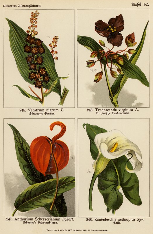 Veratrum Nigrum, Tradescantia Virginica, Anthurium Scherzerianum, Zantedeschia Aethiopica (färglitografi) av (after) German School