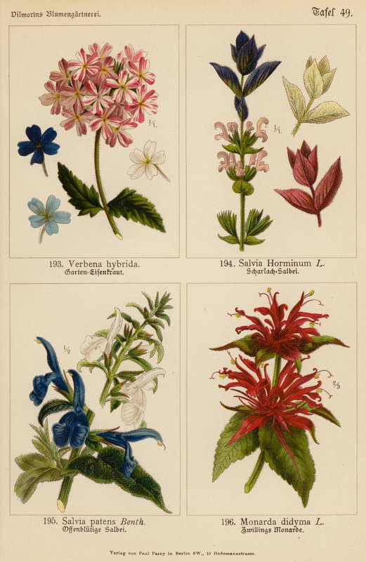 Verbena Hybrida, Salvia Horminum, Salvia Patens, Monarda Didyma (färglitografi) av (after) German School